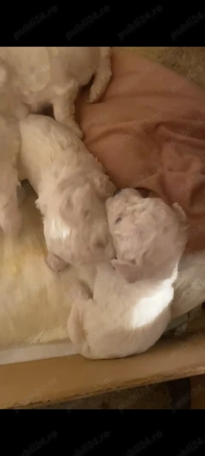  Bichoni de vanzare jucausi - imagine 3