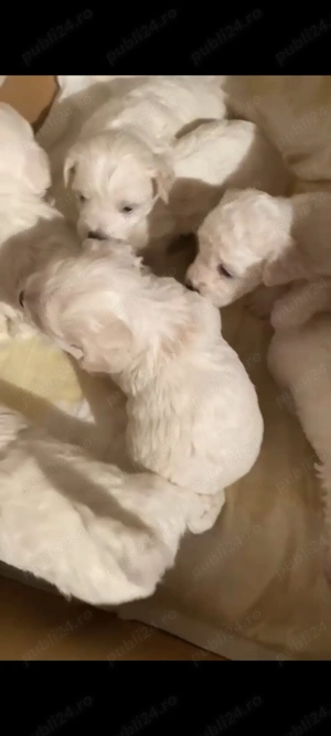  Bichoni de vanzare jucausi - imagine 2