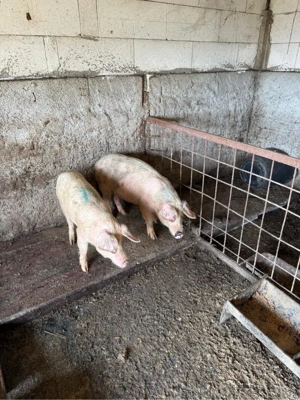 purcei de vanzare  - imagine 2