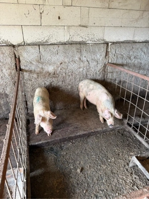 purcei de vanzare  - imagine 4