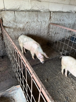 purcei de vanzare  - imagine 3