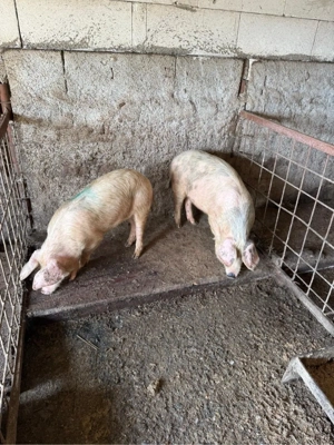 purcei de vanzare  - imagine 5