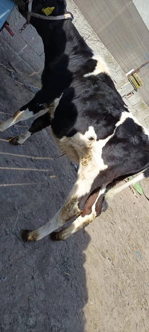 tăurași de vânzare 