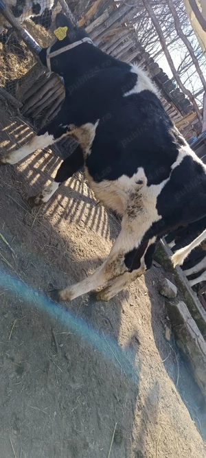 tăurași de vânzare  - imagine 2