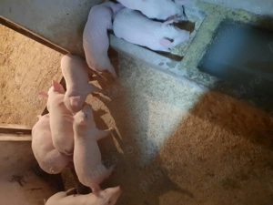 Vand purcei marele alb.