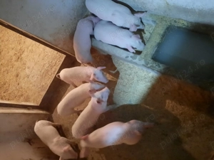 Vand purcei marele alb. - imagine 3