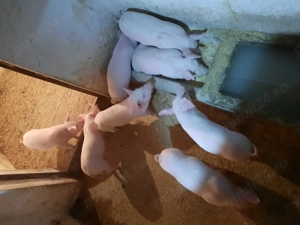 Vand purcei marele alb. - imagine 4