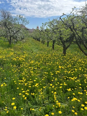 Casa de vanzare in Ciumarna la 15 minute de Zalau - imagine 3
