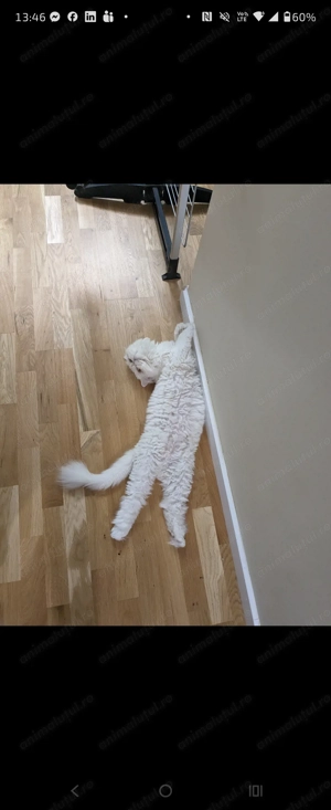 Vand pisica persana alba femela - imagine 4