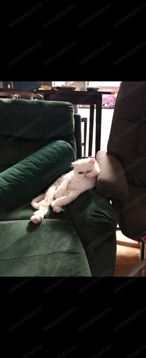 Vand pisica persana alba femela - imagine 2