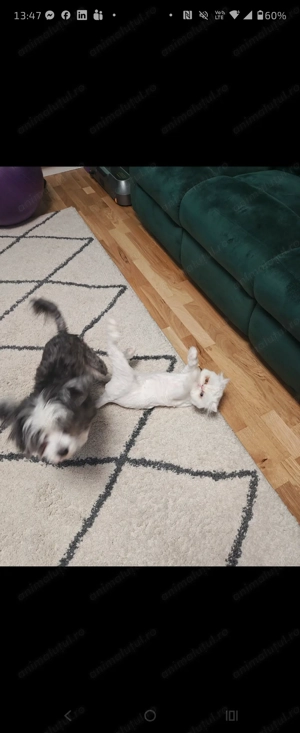 Vand pisica persana alba femela - imagine 5