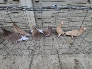 Vand voiajori  - imagine 2