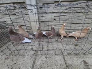 Vand voiajori  - imagine 5