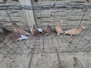 Vand voiajori galbeni 