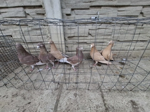 Vand voiajori  - imagine 4