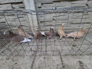 Vand voiajori  - imagine 3