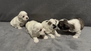 Puiuți Bichon - imagine 3