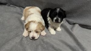 Puiuți Bichon - imagine 5