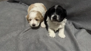 Puiuți Bichon - imagine 4