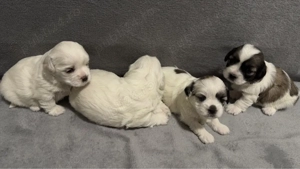 Puiuți Bichon - imagine 2