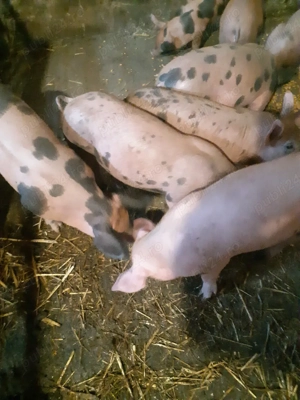 vnd purcei - imagine 2