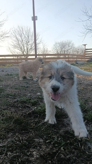 Caine ciobanesc talie mare  - imagine 3