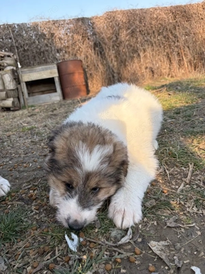 Caine ciobanesc talie mare  - imagine 4