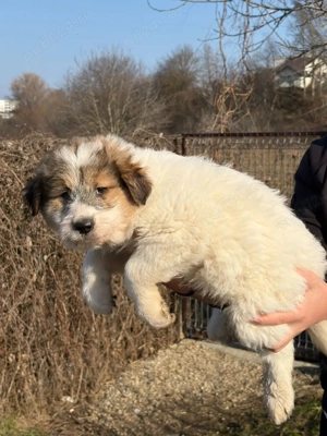 Caine ciobanesc talie mare  - imagine 2