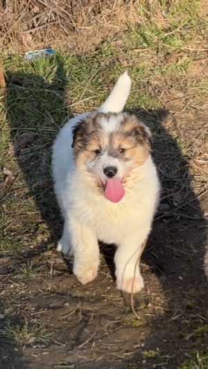 Caine ciobanesc talie mare  - imagine 5