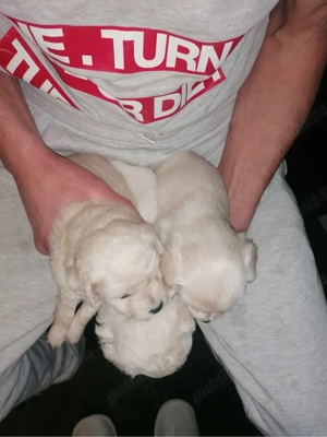 Cățeluși cu mama Bichon Maltez