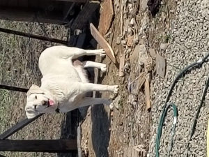 Pui de labrador  - imagine 4