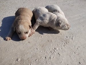 Pui de labrador  - imagine 3