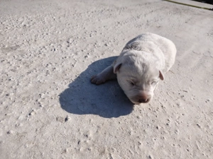 Pui de labrador  - imagine 2