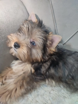 Yorkshire terrier Merle - imagine 2