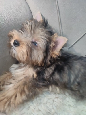 Yorkshire terrier Merle - imagine 3