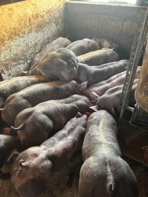 scrofite si vierusi pietrain belgian   - imagine 2