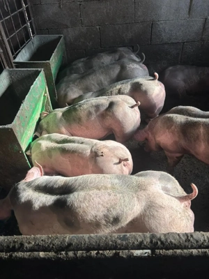 scrofite si vierusi pietrain belgian   - imagine 4