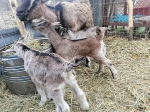 Vând urgent 2 capre cu iez  - imagine 5