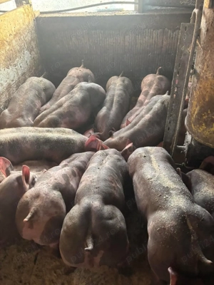 scrofite si vierusi pietrain belgian  