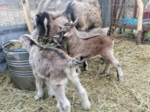 Vând urgent 2 capre cu iez  - imagine 4