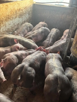 scrofite si vierusi pietrain belgian   - imagine 3