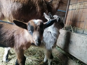 Vând urgent 2 capre cu iez  - imagine 2