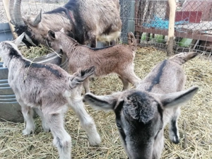 Vând urgent 2 capre cu iez  - imagine 3