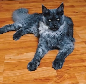 MaineCoon cu pedigree - imagine 2