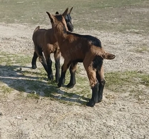 Doi țăpișori disponibili ! - imagine 1