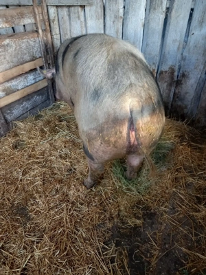 Vand purcica 200-250kg - imagine 2