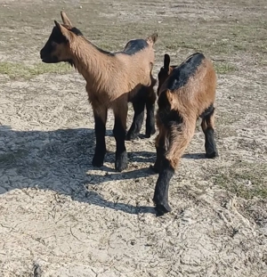 Doi țăpișori disponibili ! - imagine 2