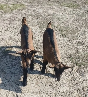 Doi țăpișori disponibili ! - imagine 3