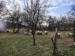 Oii de vânzare  - imagine 2