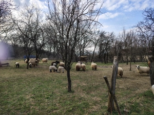 Oii de vânzare  - imagine 3